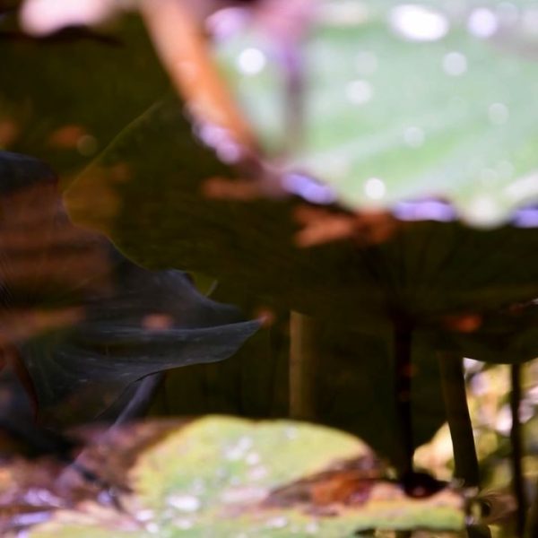 image extraite de la vidéo Nelombo Nucifera,